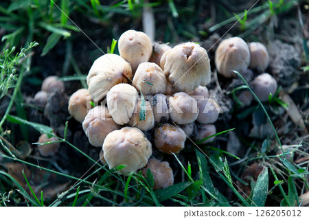 There is a bunch of willow dung mushrooms growing in the grass. The mushrooms are white and have a fluffy texture. 126205012
