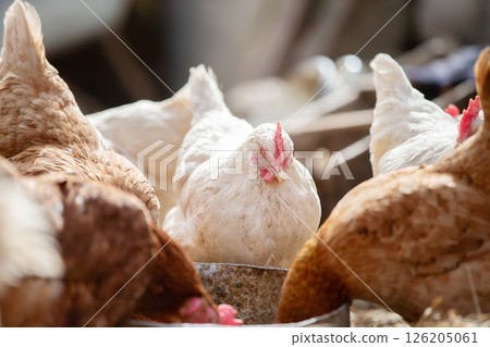 A group of chickens are gathered around a metal container. One of the chickens is pecking at the container A group of chickens are gathered around a metal container. One of the chickens is pecking at the container 126205061