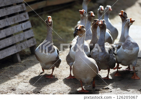 A flock of geese walking across a grassy field. The geese are lined up, some of them are closer to the camera, and others are further away. The concept of calm and tranquility 126205067