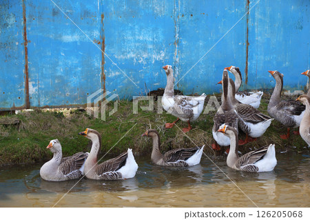Beautiful geese in water and on land. Geese swim with their beaks in an artificial pond with muddy water on a summer day in a farmyard with a blue wall. 126205068