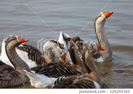Geese with orange beaks swim in a man-made pond with murky water on a summer day in a farmyard. 126205163