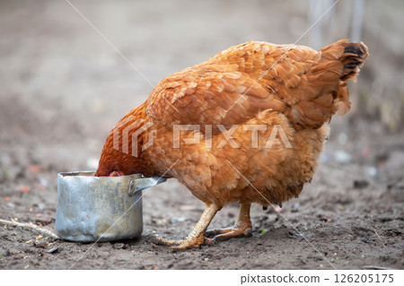A red-colored chicken pecks grains from a metal pan. A red-colored chicken pecks grains from a metal pan. 126205175