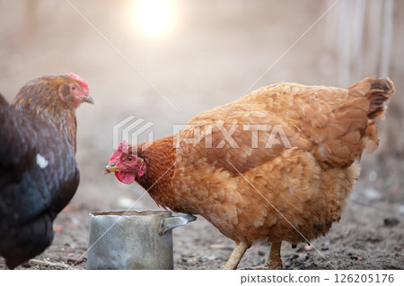 Chickens peck grain from a metal bowl in a farmyard in the morning sun. 126205176
