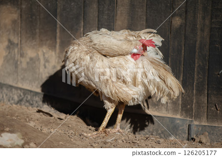 A white dirty hen scratches its feathers near the fence. A white dirty hen scratches its feathers near the fence. 126205177