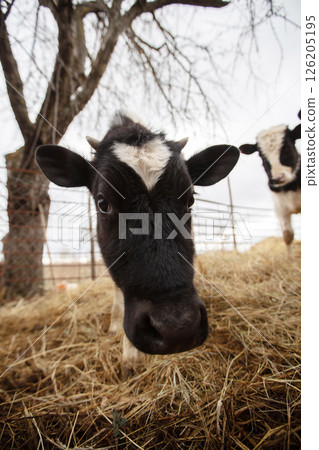 A black and white cow with a white spot on its face is looking at the camera. The cow is in a field with hay and trees in the background A black and white cow with a white spot on its face is looking at the camera. The cow is in a field with hay and trees in the background 126205195