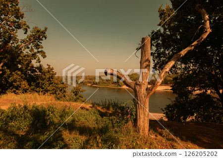 A gloomy landscape where a tree stump is in the foreground of a forest. The sky is dark and the water is calm. 126205202