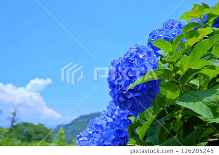 繡球花繡球花 126205245