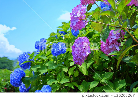 繡球花繡球花 繡球花繡球花 126205267