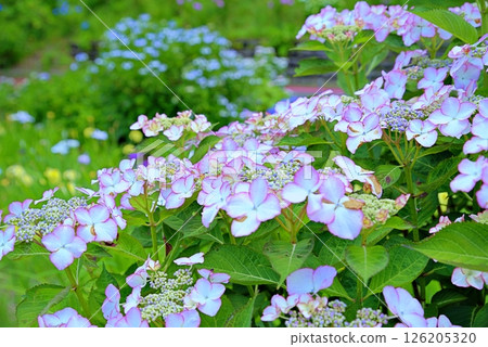 Hydrangea hydrangea Hydrangea hydrangea 126205320