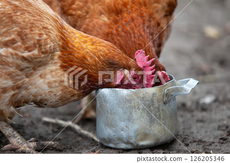 Chickens peck grains from a metal bowl in a farmyard. Chickens peck grains from a metal bowl in a farmyard. 126205346