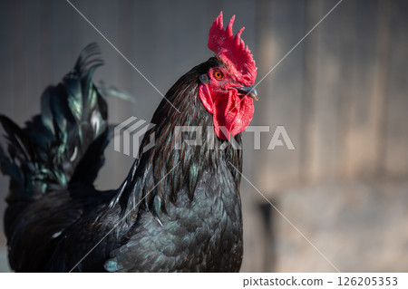 Close-up of a black chicken in profile. 126205353