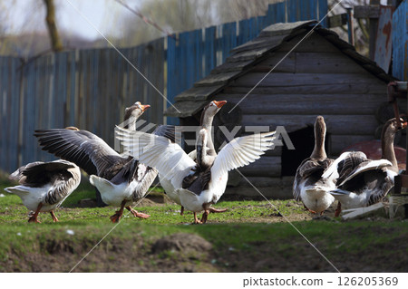 A flock of domestic geese flap their wings on a farmstead. A flock of domestic geese flap their wings on a farmstead. 126205369