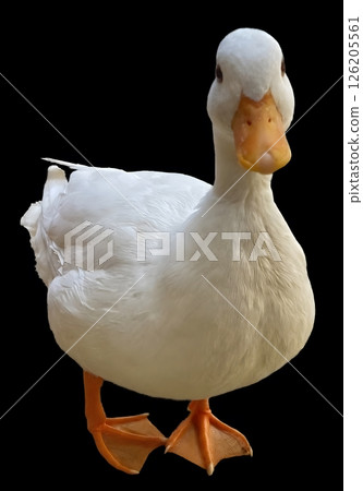 White Duck Standing on Black Background. High Resolution Isolated Image  126205561
