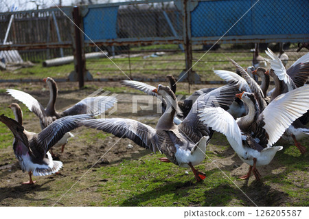 A group of geese stands in a field next to a wooden building. The geese flap their wings. 126205587