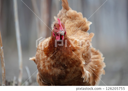 A close-up of a red chicken looking at the camera. 126205755
