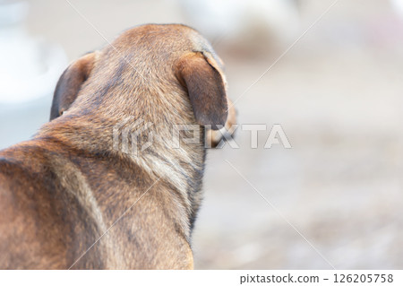 The dog's head is behind and there is an empty space. The dog looks into the distance. The scene is sad. 126205758