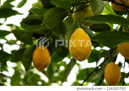 Fresh Yellow Lemons Ripening on Meyer Lemon Tree Fresh Yellow Lemons Ripening on Meyer Lemon Tree 126205765