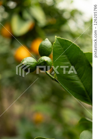 Green unripe lemons on a tree branch close-up. Green unripe lemons on a tree branch close-up. 126205766