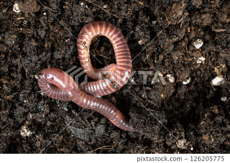 Big beautiful earthworm in the black soil, close-up. Big beautiful earthworm in the black soil, close-up. 126205775