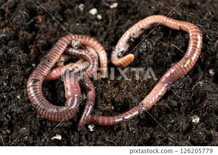 Compost Worms in Organic Garden Ground 126205779