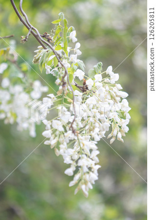 Flowers around the house, various in the four seasons. In the spring, around Yayoi, beautiful and pure white wisteria flowers bloomed in the woods. 126205811