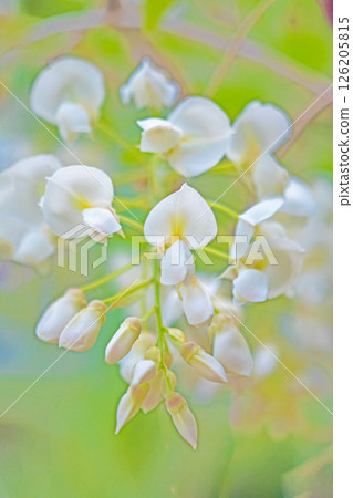 Flowers around the house, various in the four seasons. In the spring, around Yayoi, beautiful and pure white wisteria flowers bloomed in the woods. 126205815