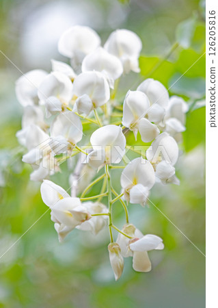 Flowers around the house, various in the four seasons. In the spring, around Yayoi, beautiful and pure white wisteria flowers bloomed in the woods. 126205816