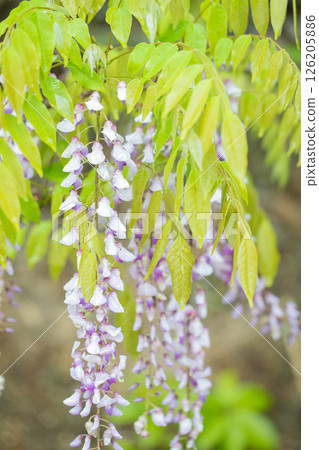 房屋周圍鮮花盛開，四季皆有景緻。春天，彌生時節，樹林裡開滿了美麗的紫色紫藤花，隨風搖曳。 126205886
