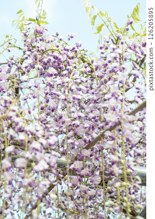 房屋周圍鮮花盛開，四季皆有景緻。春天，彌生時節，樹林裡開滿了美麗的紫色紫藤花，隨風搖曳。 126205895