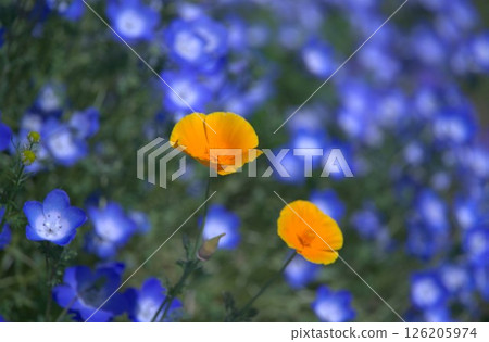 Poppies blooming among monefira 126205974