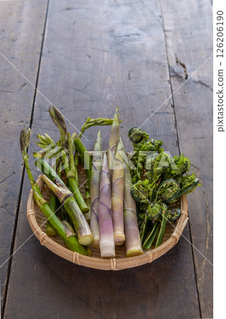 Spring wild vegetables (udo, bamboo shoots, kogomi) Spring wild vegetables (udo, bamboo shoots, kogomi) 126206190