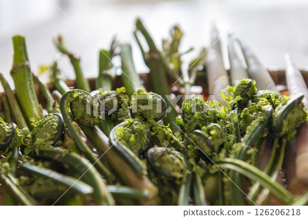 Spring wild vegetables (udo, bamboo shoots, kogomi) Spring wild vegetables (udo, bamboo shoots, kogomi) 126206218