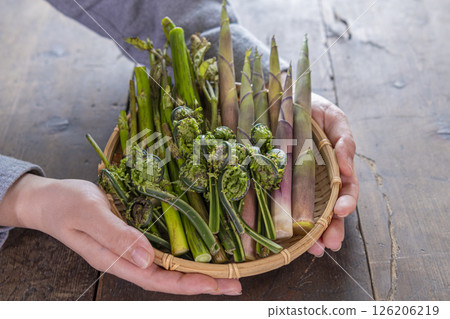 Spring wild vegetables in hand (udo, bamboo shoots, kogomi) Spring wild vegetables in hand (udo, bamboo shoots, kogomi) 126206219