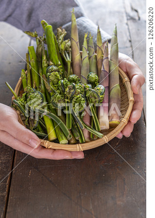 Spring wild vegetables in hand (udo, bamboo shoots, kogomi) Spring wild vegetables in hand (udo, bamboo shoots, kogomi) 126206220