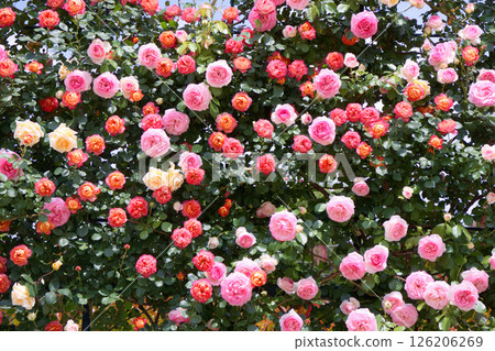 足利花卉公園的玫瑰（Lady Hillingdon、Soleil Romantica、Pierre de Ronsard） 126206269