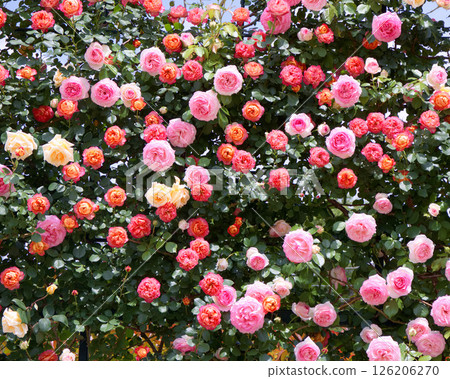 足利花卉公園的玫瑰(Lady Hillingdon、Soleil Romantica、Pierre de Ronsard) 足利花卉公園的玫瑰(Lady Hillingdon、Soleil Romantica、Pierre de Ronsard) 126206270