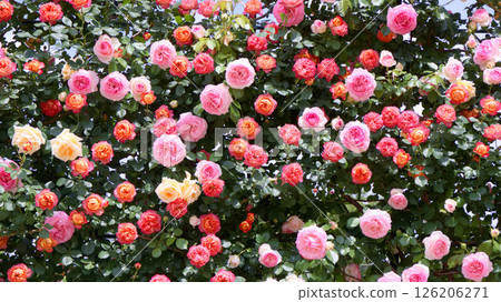 足利花卉公園的玫瑰(Lady Hillingdon、Soleil Romantica、Pierre de Ronsard) 足利花卉公園的玫瑰(Lady Hillingdon、Soleil Romantica、Pierre de Ronsard) 126206271