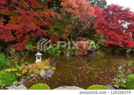 The bright red autumn leaves of Zenboji Temple 126206374