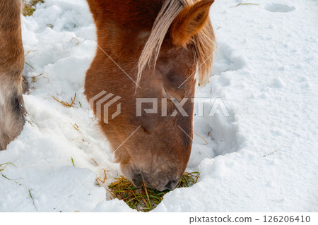 Cold horse Cold horse 126206410