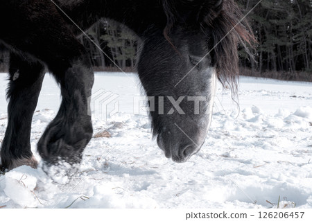 Cold horse Cold horse 126206457