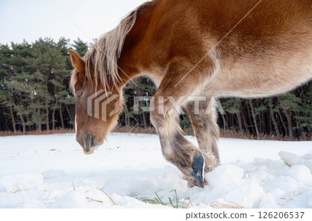 Cold horse Cold horse 126206537