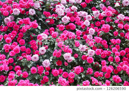 Ashikaga Flower Park Roses (Urara Blue Moon) 126206590