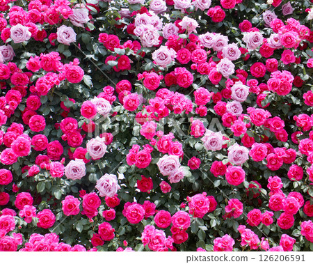 Ashikaga Flower Park Roses (Urara Blue Moon) 126206591