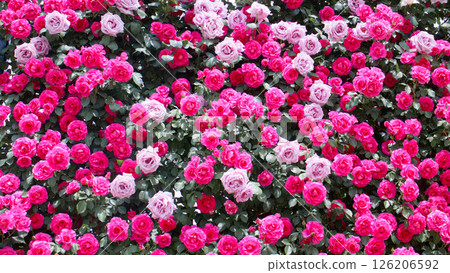 Ashikaga Flower Park Roses (Urara Blue Moon) 126206592