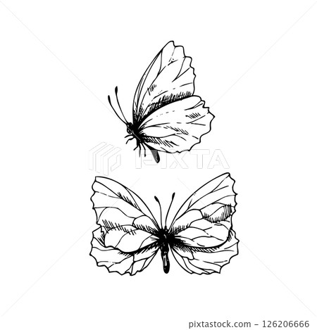 Butterflies are delicate, side and top view. Graphic line art hand drawn ink black and white illustration vector clip art. Set of separate elements isolated 126206666