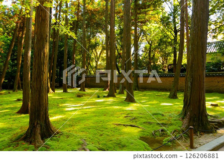 Moss in the grounds of Toshodaiji Temple 126206881