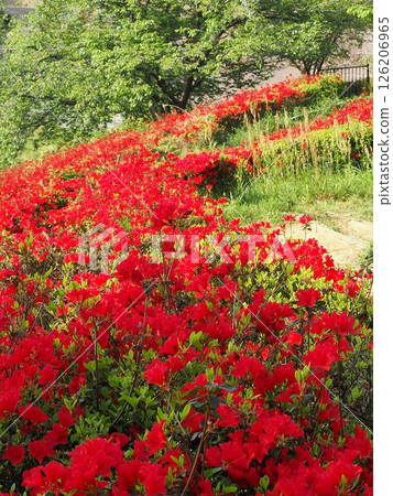 靜岡縣:四月鮮紅的霧島杜鵑花 靜岡縣:四月鮮紅的霧島杜鵑花 126206965