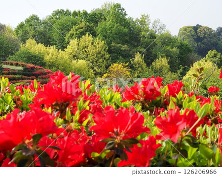 Shizuoka Prefecture: Fresh greenery and Kirishima azaleas in April 126206966