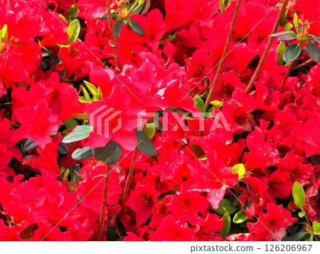 Shizuoka Prefecture: Bright red Kirishima azaleas in April 126206967