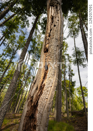 Old spruce tree in forest damaged by woodworm, wide angle view 126207091